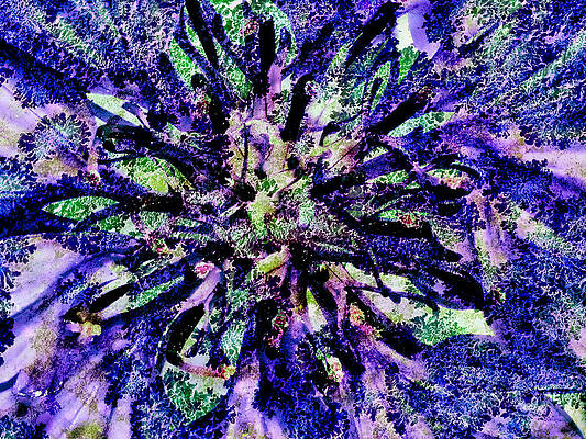 Wall Art featuring the photograph Bachelor Button Flower With Lichen Texture by Bruce Block