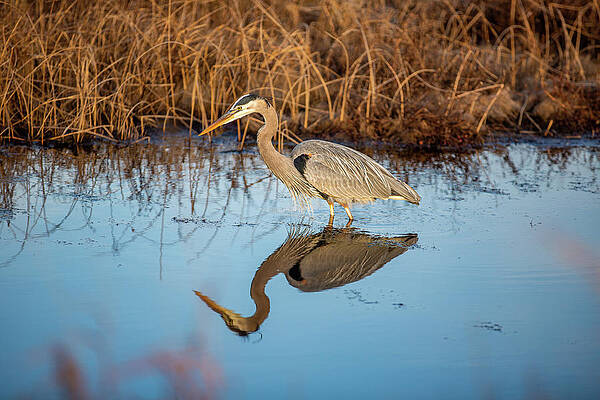 Reflection Wall Art featuring the photograph Back Bay Great Blue Heron by Donna Twiford