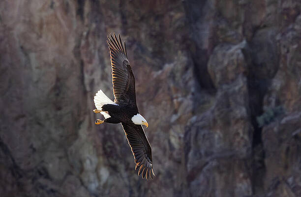 Bald Eagle in Flight Photograph