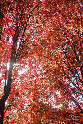 Landscape Wall Art featuring the photograph Backlit Maples-2, Fall Treescape by Sanjay Marathe