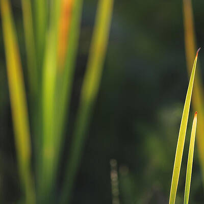 Natural Florida Photograph - Backlit Summer Field Grass by Decoris Art