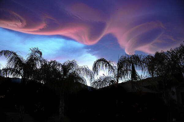 Tree Photograph - Cotton Candy Backyard  Sunset by Bonnie Colgan