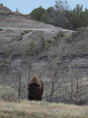 Wildlife Wall Art featuring the photograph Badlands Bull by Amanda R Wright