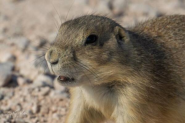 Photograph - Badlands Prairie Dog by Jeffrey Kolker