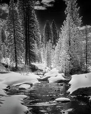 Wall Art featuring the photograph Bailey Creek Infrared. Plumas County California Winter Landscape by Mike Lee