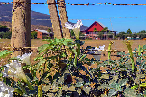 Mexico Photograph - Baja Belladonna by William Scott Koenig
