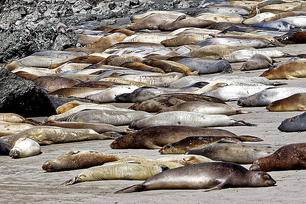 Resting Seals on Rocky Shoreline Wall Art