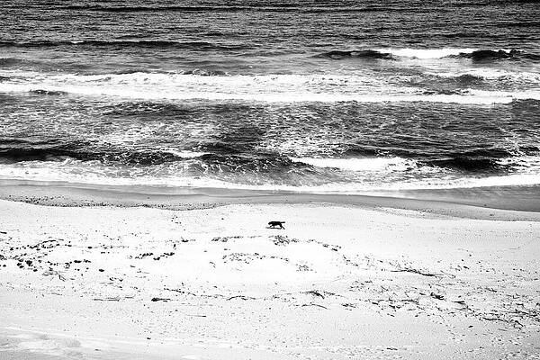 Wall Art featuring the photograph Balance by Mia Badenhorst