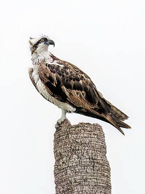 Balancing In The Wind by Gina Fitzhugh