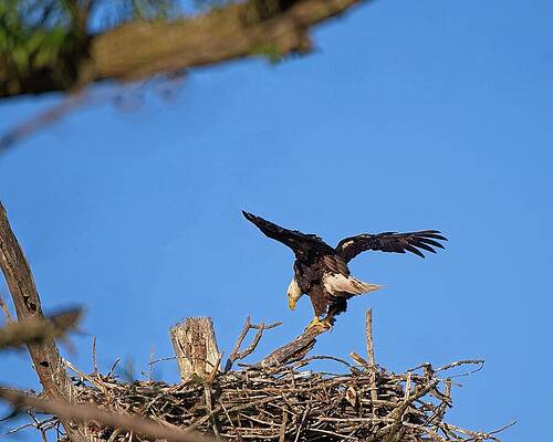Wall Art featuring the photograph Bald Eagle On Nest by Steven Ralser