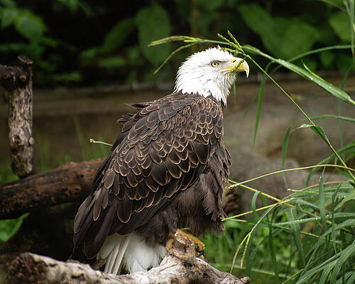 Wall Art featuring the photograph Bald Eagle 003 by Flees Photos