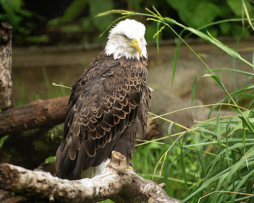 Wall Art featuring the photograph Bald Eagle 004 by Flees Photos