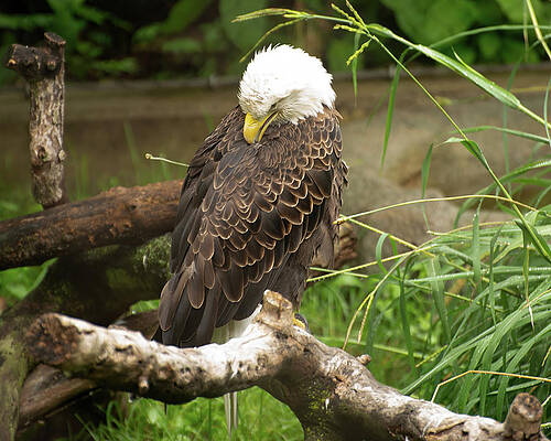 Wall Art featuring the photograph Bald Eagle 006 by Flees Photos