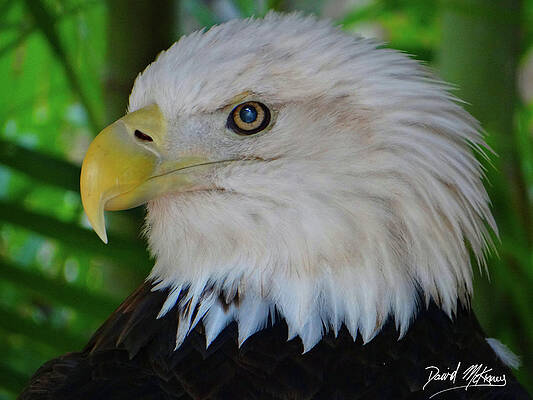 Wall Art featuring the photograph Bald Eagle 1 by David McKinney