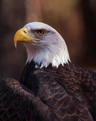 Majestic Bald Eagle Portrait Wall Art