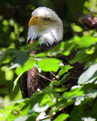 Wall Art featuring the photograph Bald Eagle 22 by Flees Photos