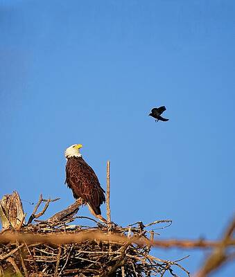 Wall Art featuring the photograph Bald Eagle And Blackbird, UW Arboretum, Madison, WI by Steven Ralser