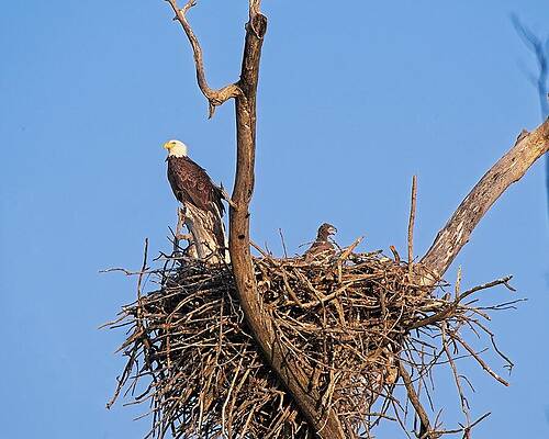 Wall Art featuring the photograph Bald Eagle And Eaglet, UW Arboretum, Madison, WI 2 by Steven Ralser