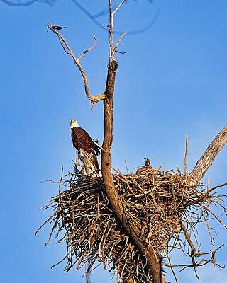 Wall Art featuring the photograph Bald Eagle And Eaglet, UW Arboretum, Madison, WI 3 by Steven Ralser