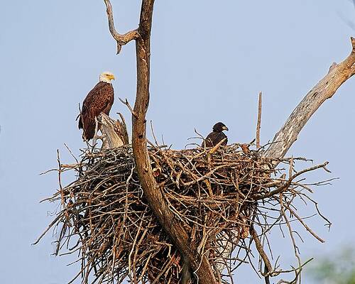 Wall Art featuring the photograph Bald Eagle And Eaglet, UW Arboretum, Madison, WI 4 by Steven Ralser