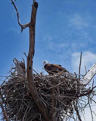 Wall Art featuring the photograph Bald Eagle And Eaglet, UW Arboretum, Madison, WI A by Steven Ralser