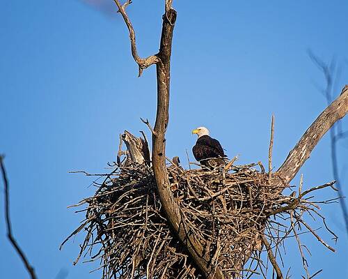 Wildlife Photograph - Bald Eagle And Eaglet, UW Arboretum, Madison, WI by Steven Ralser