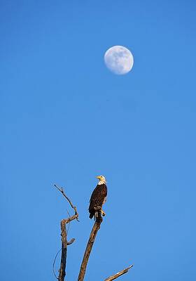 Wall Art featuring the photograph Bald Eagle And Full Moon, UW Arboretum, Madison, WI by Steven Ralser
