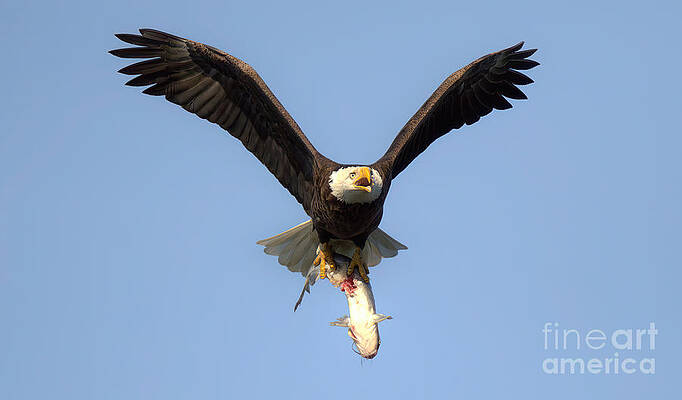 Wall Art featuring the photograph Bald Eagle Catfish Dinner by Adam Jewell