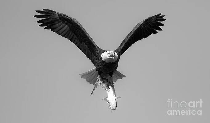 Wall Art featuring the photograph Bald Eagle Catfish Dinner Black And White by Adam Jewell