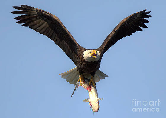 Wall Art featuring the photograph Bald Eagle Catfish Dinner Crop by Adam Jewell