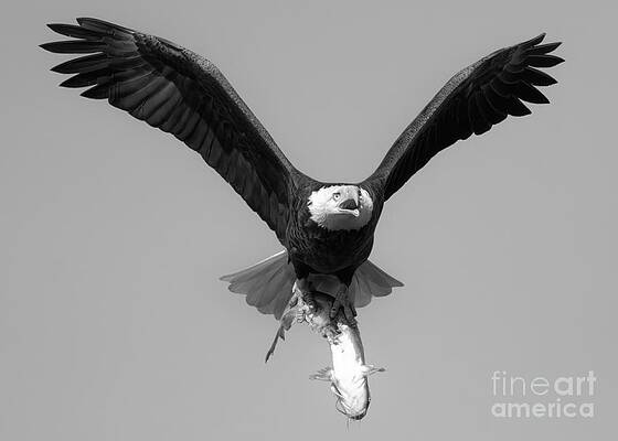 Wall Art featuring the photograph Bald Eagle Catfish Dinner Crop Black And White by Adam Jewell