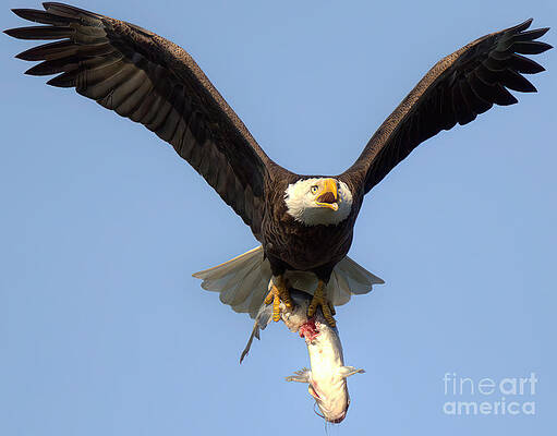 Wall Art featuring the photograph Bald Eagle Catfish Dinner Crop Closeup by Adam Jewell