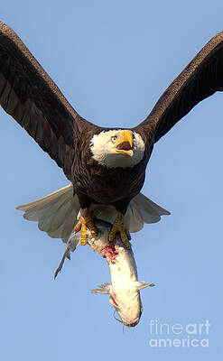 Wall Art featuring the photograph Bald Eagle Catfish Dinner Portrait by Adam Jewell