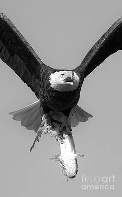 Wall Art featuring the photograph Bald Eagle Catfish Dinner Portrait Black And White by Adam Jewell