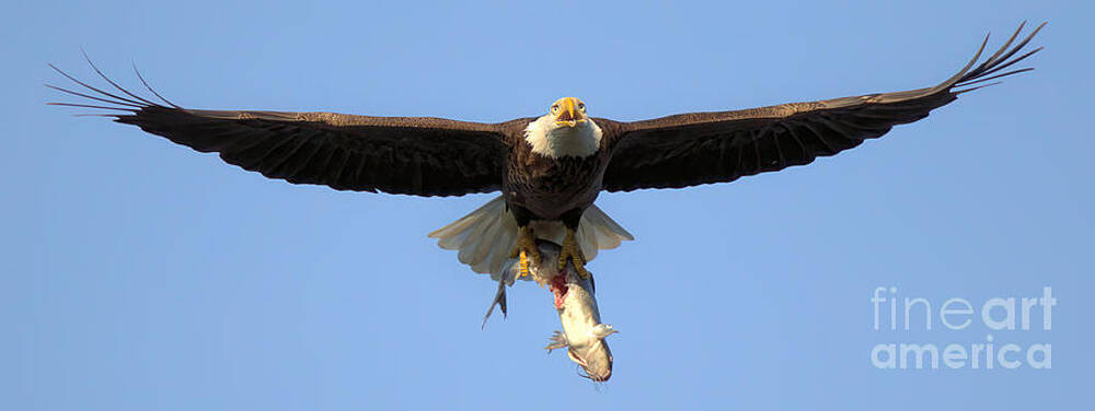 Wall Art featuring the photograph Bald Eagle Cruising With A Catfish by Adam Jewell