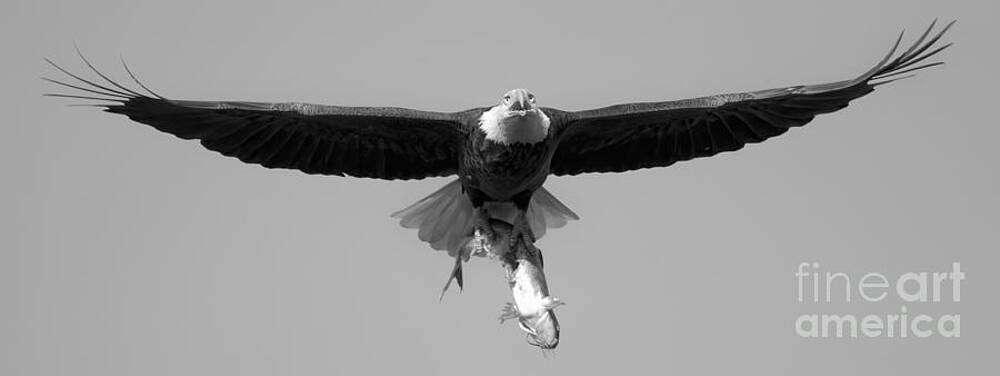 Wall Art featuring the photograph Bald Eagle Crusing Wtih A Catfish Black And White by Adam Jewell