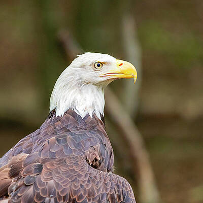 Nature Wall Art featuring the photograph Bald Eagle by David Fountain