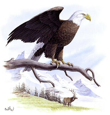 Bald Eagle Print