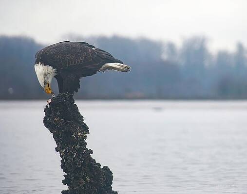 Wall Art featuring the photograph Bald Eagle Enjoying His Snack by Michael DeGrenier