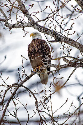 Winter Photograph - Bald Eagle Eyes by Natural Focal Point Photography