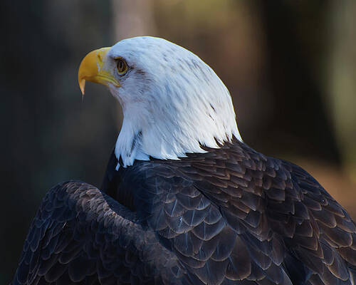 Wall Art featuring the photograph Bald Eagle Facing Away by Flees Photos