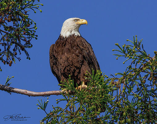 Feather Wall Art featuring the photograph Bald Eagle Female #2 by Joe Fisher