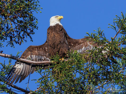 Wing Photograph - Bald Eagle Female by Joe Fisher