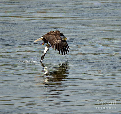 Wall Art featuring the photograph Bald Eagle Fish Hauler by Adam Jewell
