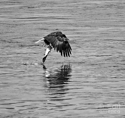 Wall Art featuring the photograph Bald Eagle Fish Hauler Black And White by Adam Jewell