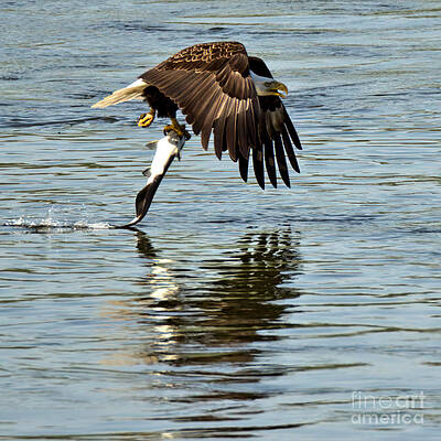 Wall Art featuring the photograph Bald Eagle Fish Hauler Closeup by Adam Jewell
