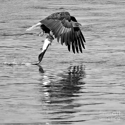 Wall Art featuring the photograph Bald Eagle Fish Hauler Closeup Black And White by Adam Jewell