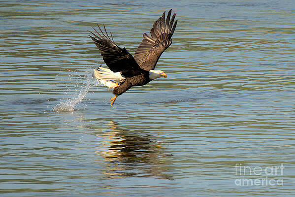 Wall Art featuring the photograph Bald Eagle Fishing Splashdown by Adam Jewell