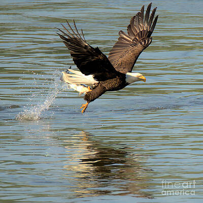Wall Art featuring the photograph Bald Eagle Fishing Splashdown Closeup by Adam Jewell