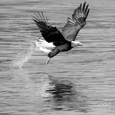 Wall Art featuring the photograph Bald Eagle Fishing Splashdown Closeup Black And White by Adam Jewell